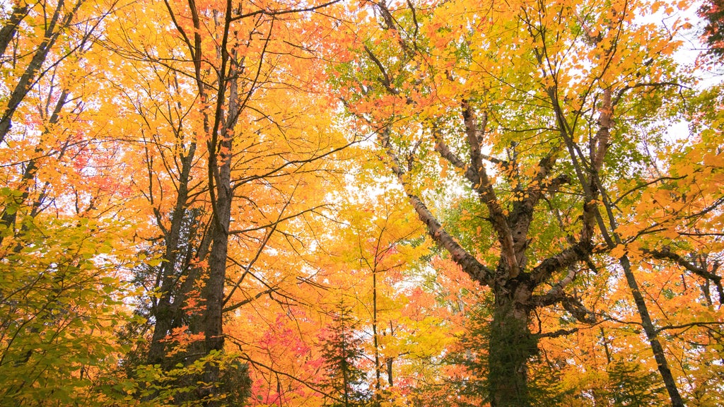 Summerlike weekend on tap in Twin Cities; fall returns early next week — WCCO / CBS Minnesota, Farmington Community news