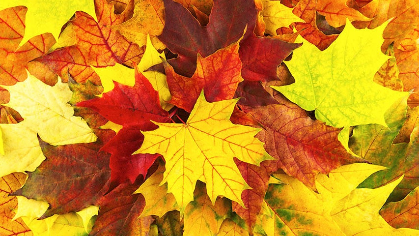 Cooler, quieter fall weather returns Tuesday in the Twin Cities — WCCO / CBS Minnesota, Farmington Community news