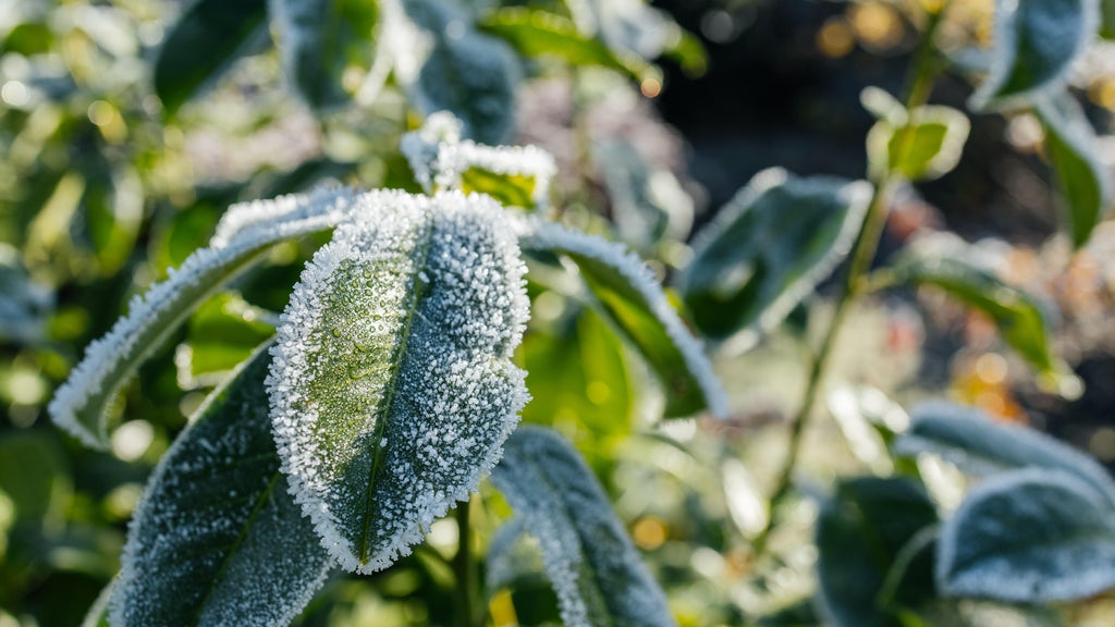 The first frost of the season is expected Saturday. Here's how to prepare your garden — WCCO / CBS Minnesota, Farmington Sports news