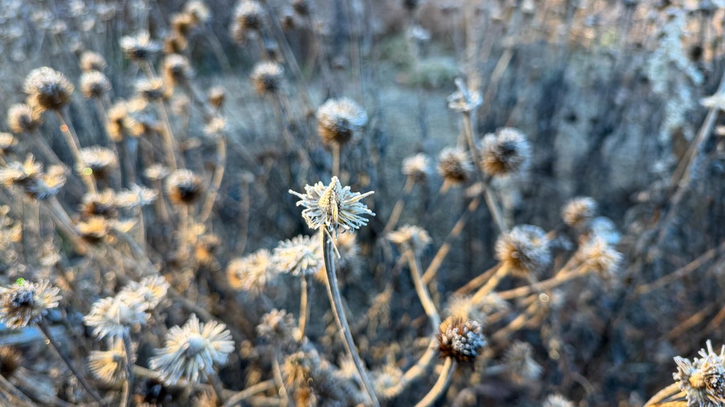 Breezy winds bring cool air to Minnesota, with first frost possible in the metro Friday night — WCCO / CBS Minnesota, Farmington Sports news
