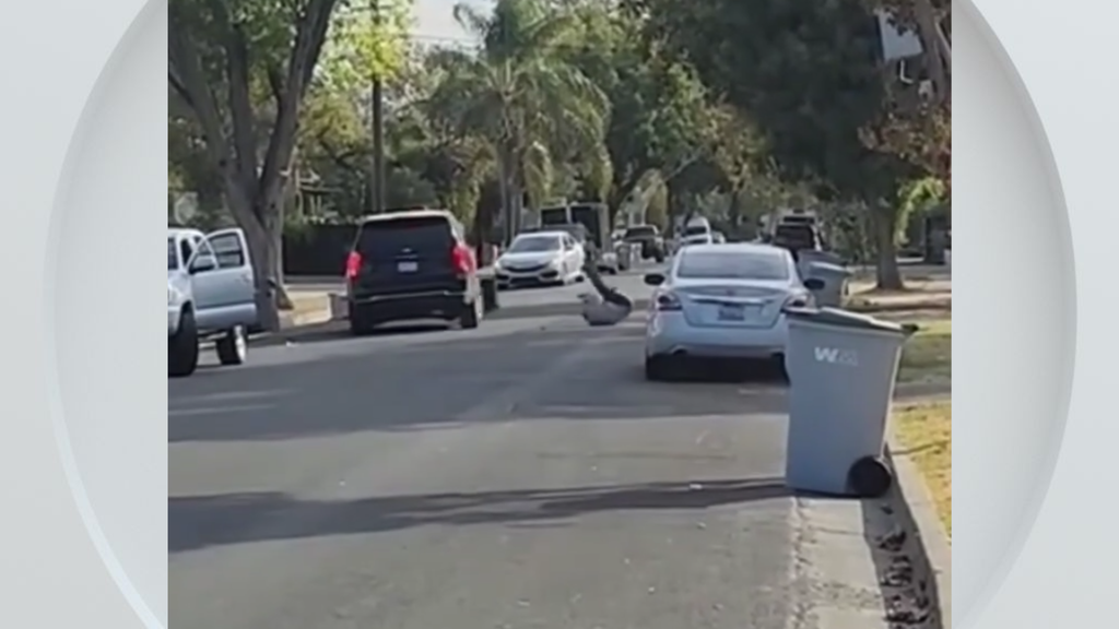 Federal immigration vehicle hits pedestrian in Woodland, police say — CBS Bay Area (KPIX), Farmington Health news