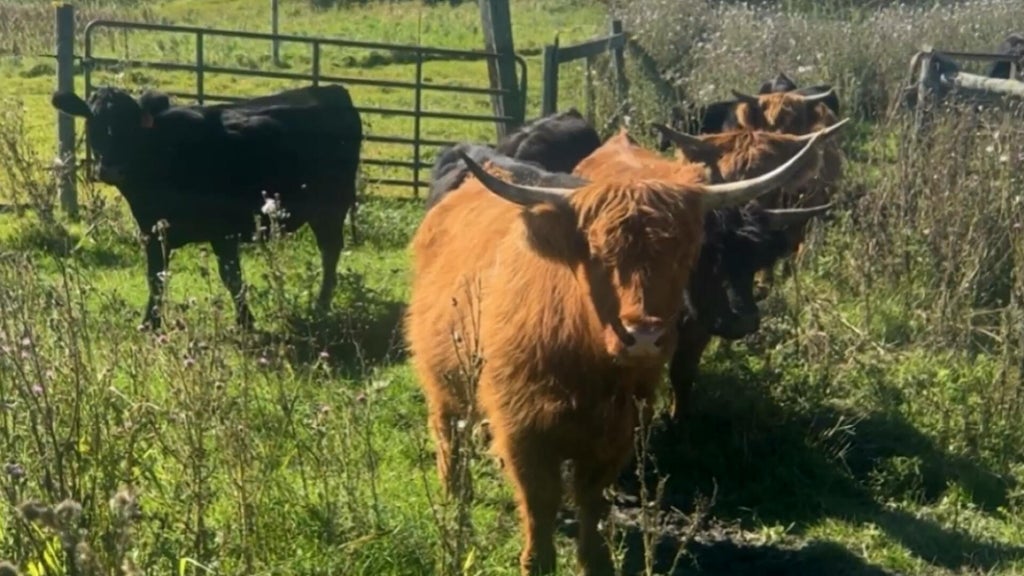 Minnesota farmer calls for thief to return nearly a dozen cows: "You're going to go to jail" — WCCO / CBS Minnesota, Farmington Community news