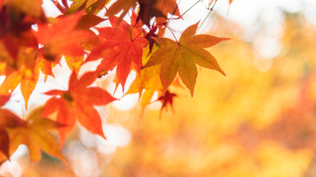 More sunny, mild late October weather in Minnesota Tuesday — WCCO / CBS Minnesota, Farmington Business news