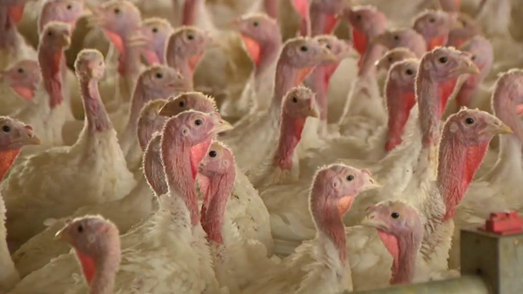 Bird flu confirmed in Barron County, Wisconsin, commercial poultry flock — WCCO / CBS Minnesota, Farmington Real Estate news