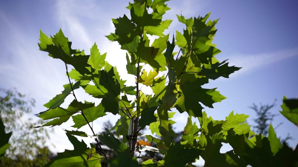 St. Paul city employees help plant trees at church in Rondo neighborhood — WCCO / CBS Minnesota, Farmington Real Estate news