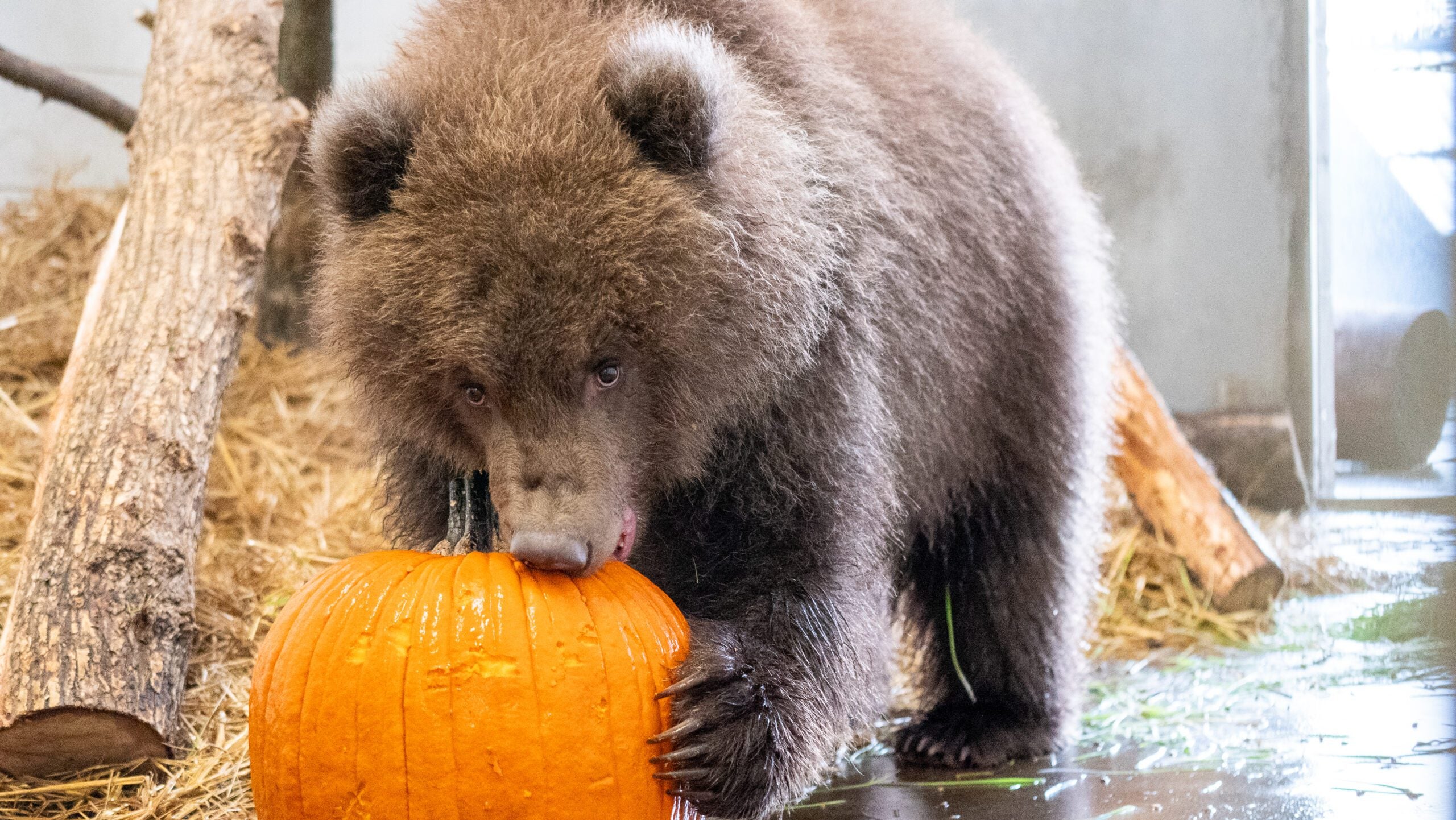 Minnesota Zoo welcomes 3 orphaned brown bear cubs rescued from Alaska — Farmington Health news