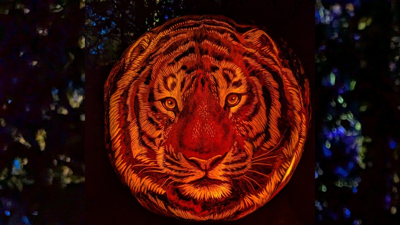 Behind the scenes of pumpkin carving at the Minnesota Zoo — KSTP 5, Farmington Arts news