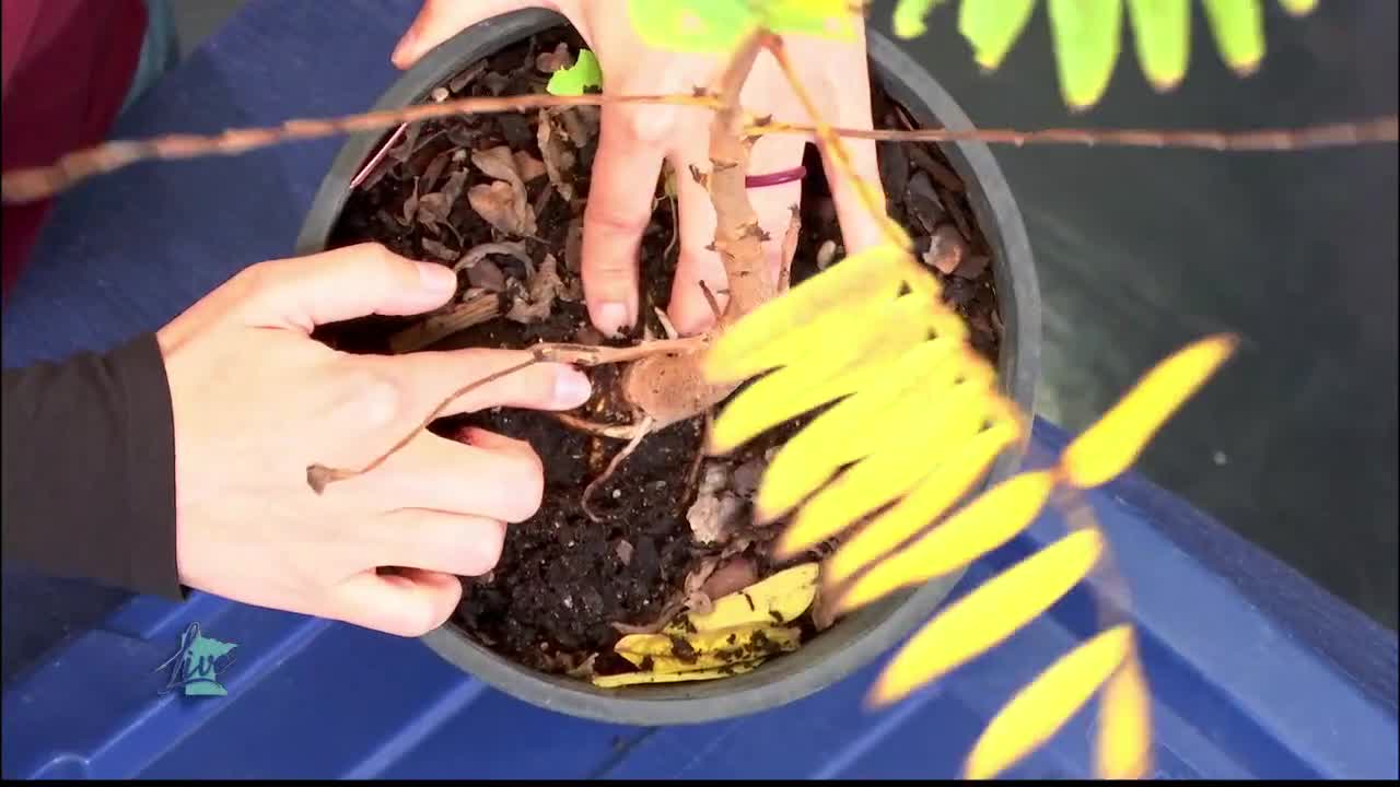 Tips for Planting Trees — KSTP 5, Farmington Community news
