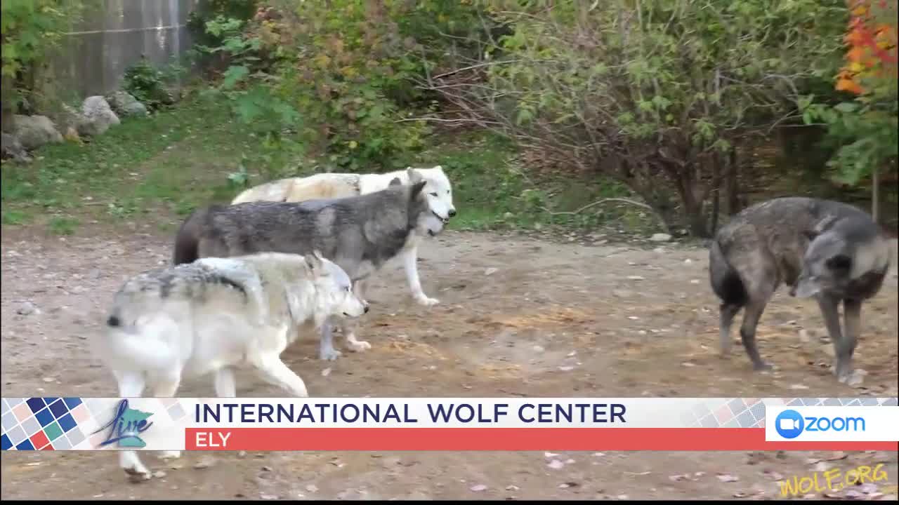 International Wolf Center — KSTP 5