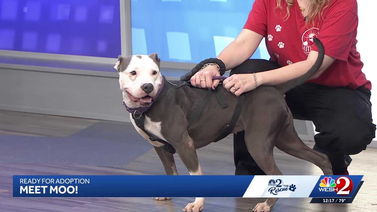 Moo at Southeast Volusia Humane Society is looking for a home — WESH 2 Orlando, Farmington Community news