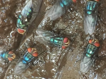 Odor complaints target Mexico’s screwworm fly facility — KFGO, Farmington Schools news