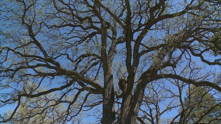 How to keep your oak trees healthy — KARE 11 Local, Farmington Health news