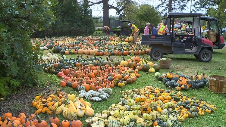 Pumpkin 101: Best to cook, carve & display — KARE 11 Local, Farmington Community news