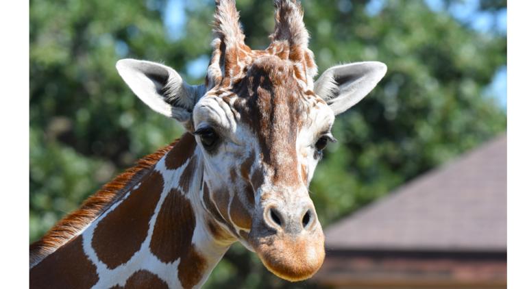 Como Zoo mourns loss of beloved giraffe, 'Skeeter' — Farmington Community news