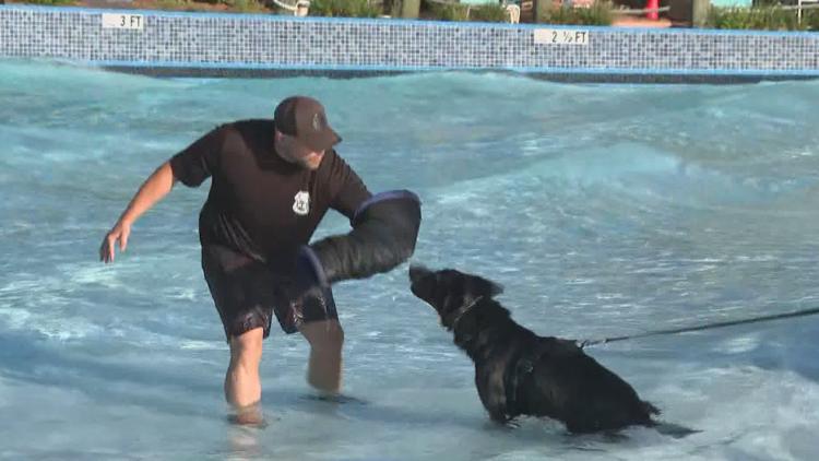 Tampa police K-9s train at theme park to prepare for emergencies — WTSP 10 Tampa Bay, Farmington Community news