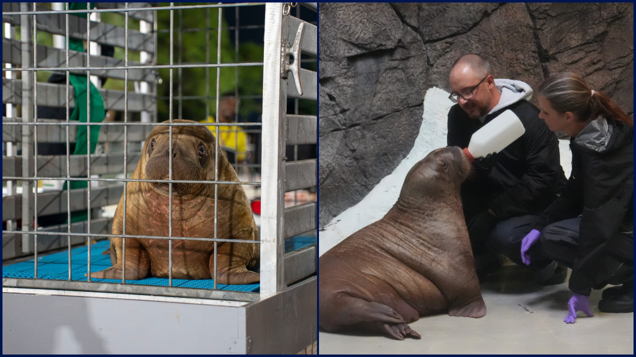 Orphaned baby walrus in Alaska flown 4,800 miles to new home in Florida — FOX 9, Farmington Community news