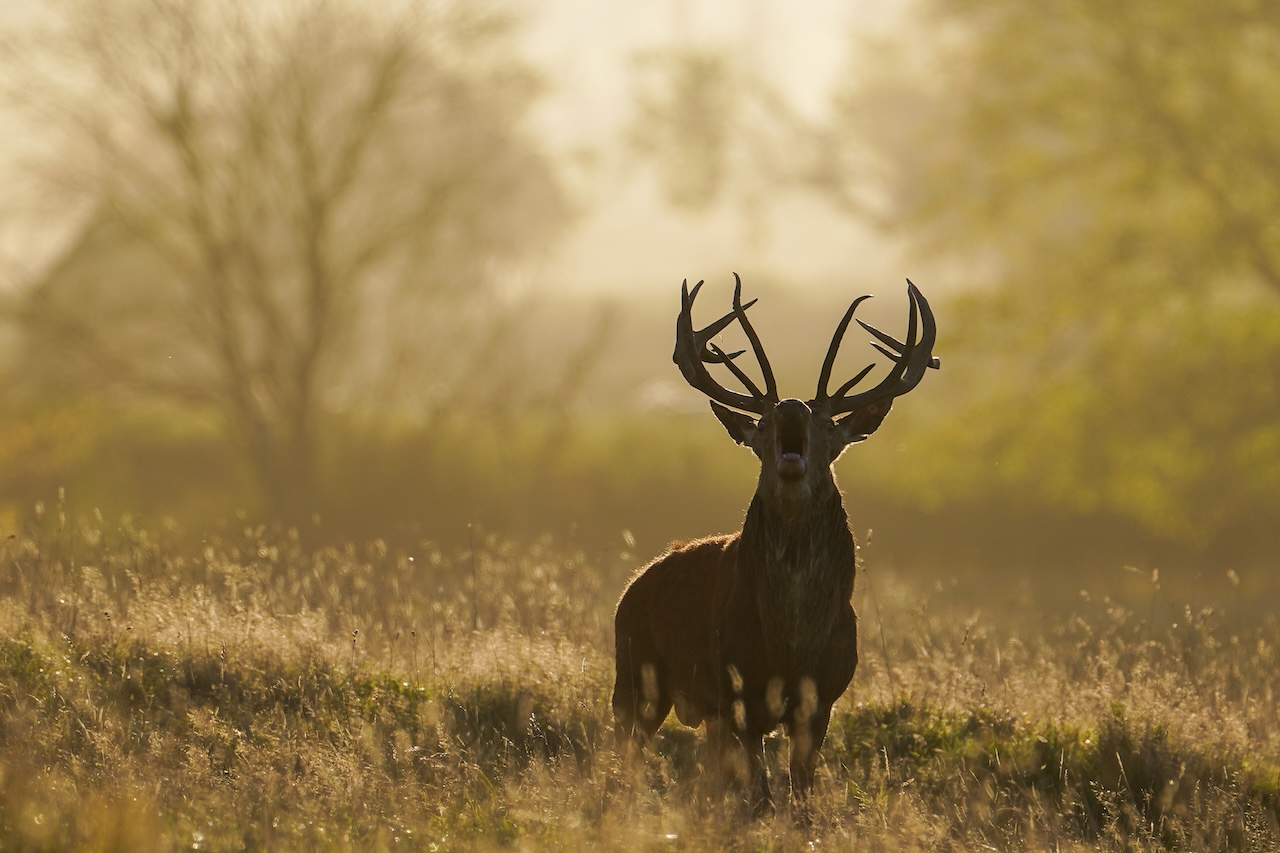 Deer-related crashes spike in the fall. Here's why. — FOX 9, Farmington Sports news