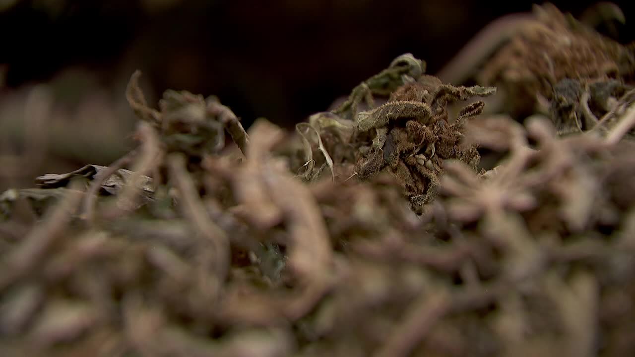 Hemp THC deadline hits $200 million industry, leads to layoffs, but liquor stores may maintain — FOX 9, Farmington Business news