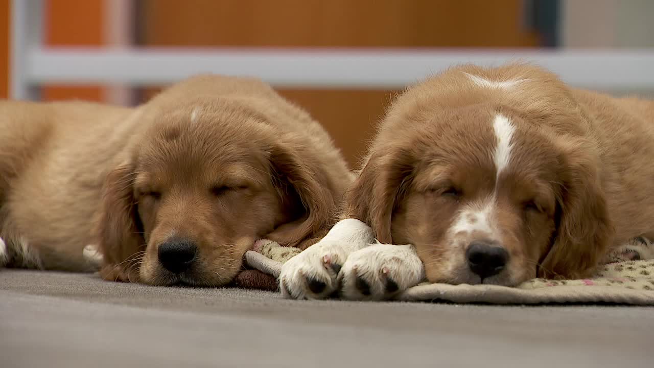 36 dogs rescued from unlicensed breeder in Cass County — Farmington Community news