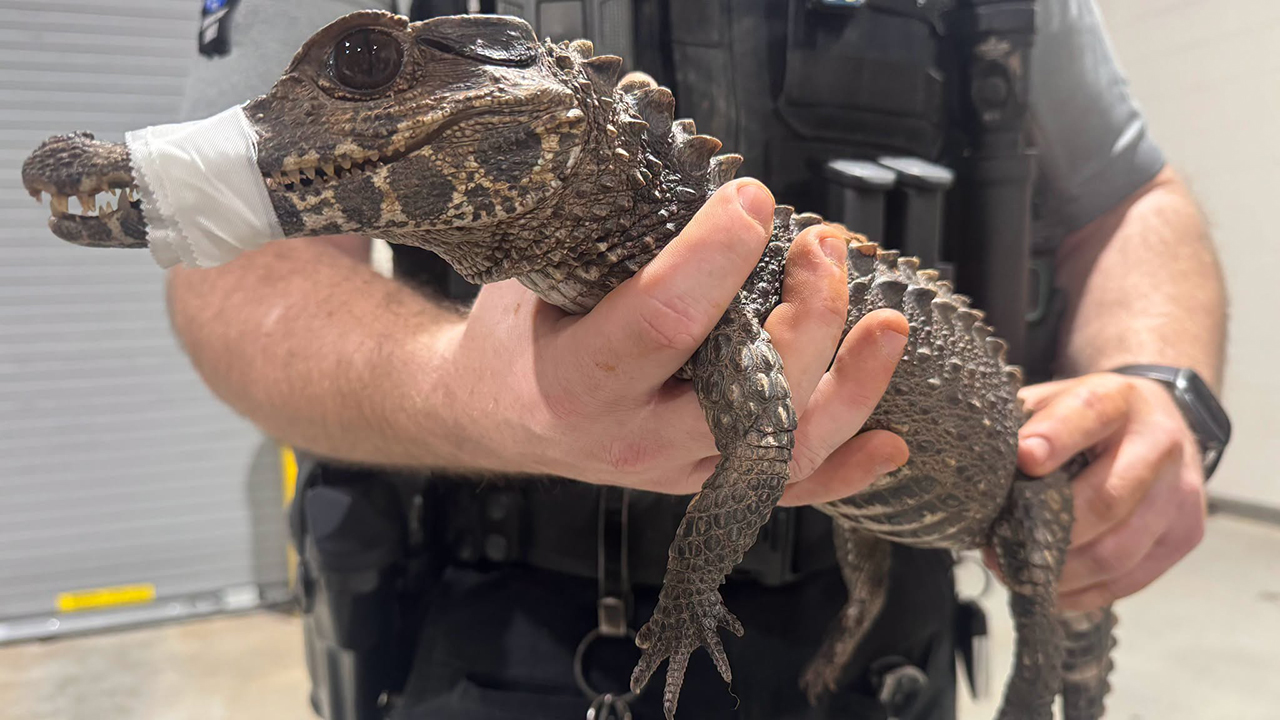 Watch: Deputies in Oklahoma capture escaped caiman after months on the loose — FOX 9, Farmington Community news