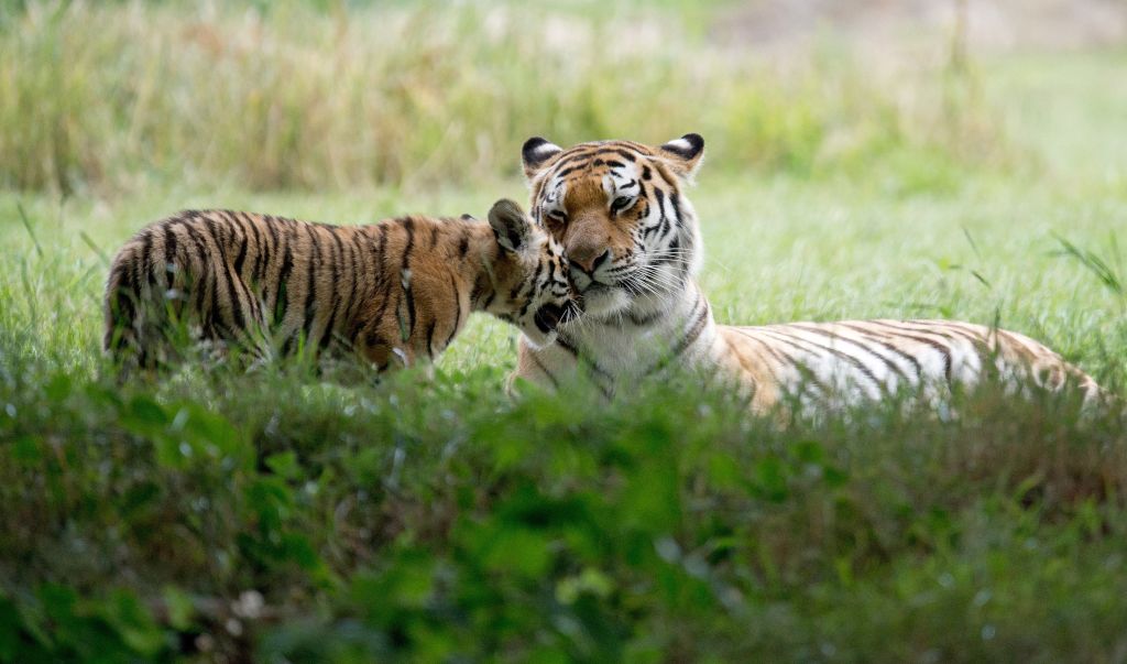 Man dies after entering tiger enclosure at wildlife park — FOX 9, Farmington Community news